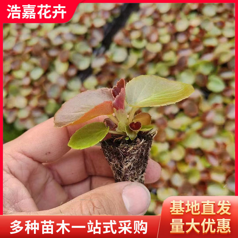 四季海棠穴盆苗 春季观赏花卉 盆栽四季常青公路两侧绿植大花海棠