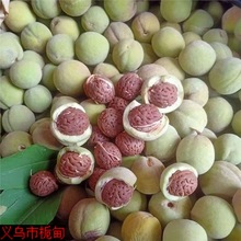 ��؛��Ұ��ɽ�Һ�ë�Һ˷N���ִ���ˇƷ���ԭ���i׵���Ĵ�����