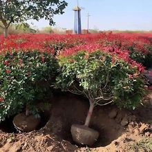 绿化树树苗耐旱工程别墅庭院四季常青高杆红叶石楠球篱笆园林耐寒