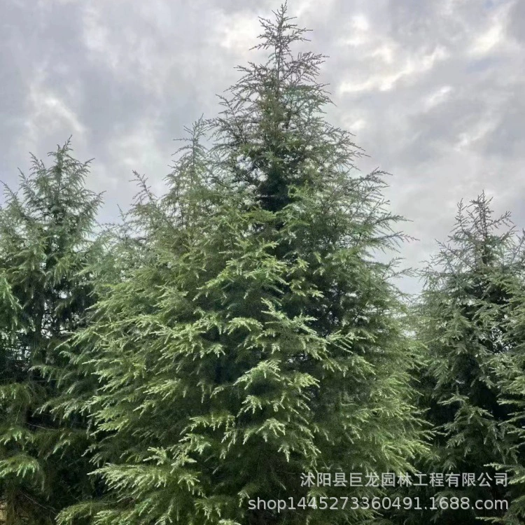 Кедр 1- 12m высотой, полные характеристики, вечнозеленые зеленые саженцы для всех сезонов, базовые саженцы кедра для прямых продаж.