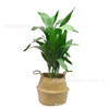 One -leaf orchid potted Frozen Four Seasons Evergreen Room Living Room Observation Plants Green Plant Basin Room indoor Yin Yin Flower