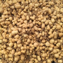 批发手捻小葫芦文玩把玩件精品龙头紫皮小葫芦葫芦工艺品地摊热卖