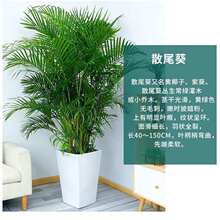 散尾葵盆栽凤尾竹办公室内客厅大型绿植物富贵袖珍椰子吸甲醛