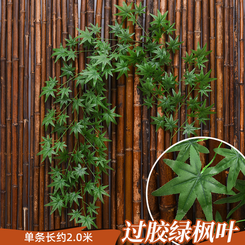 접착된 Xiangshan 녹색 단풍나무 와이어 등나무