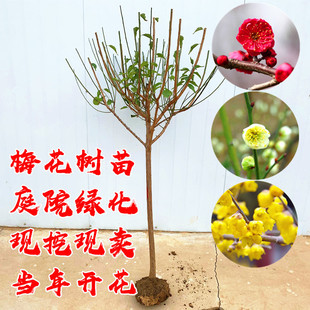 ԭ���t÷����G÷�������Թ���t÷��ͥԺ�G���ͺ��L������Ի���