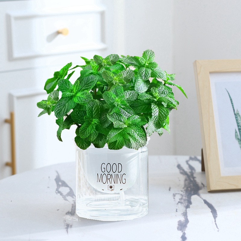 [도음과 동일한 스타일 저렴한 가격] 엄선된 민트 10개(좋은 아침 분지)와 영양비료 무료