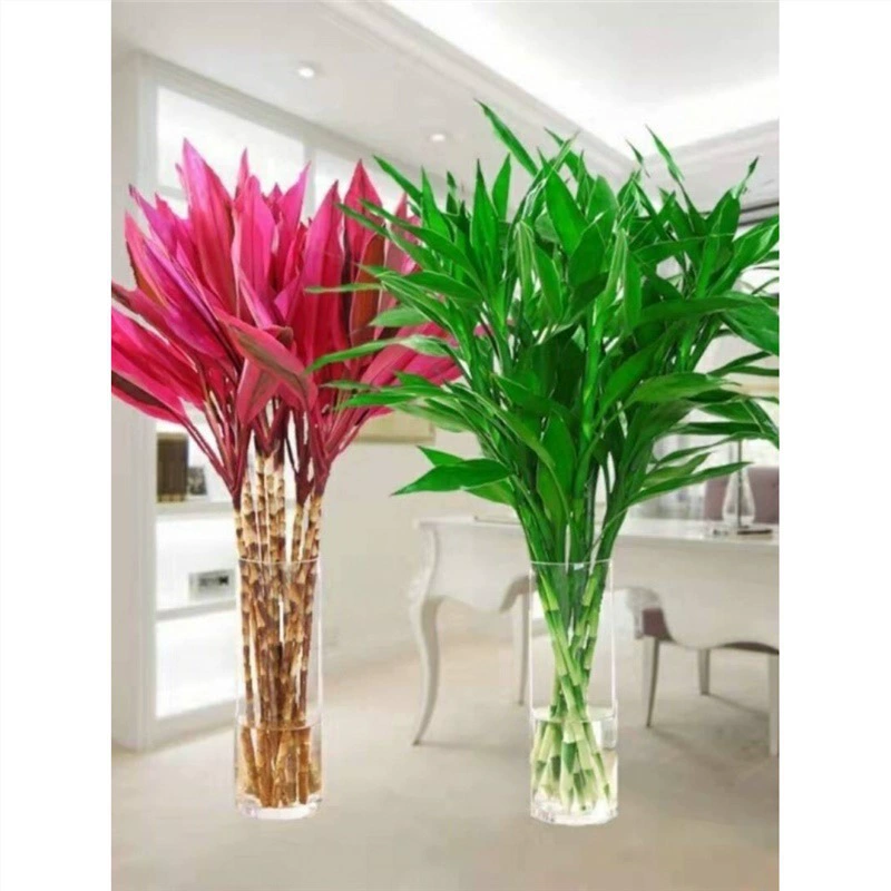 Богатые бамбуковые цветы, выращенные в воде, перенос бамбуковых гидропонных растений, горшечный Гуаньинь, очистка воздуха в помещении в любое время года.