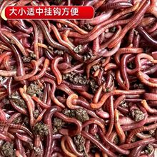 ��̖�����w�S�X����T�D�������D�r������~�D�ش��D��