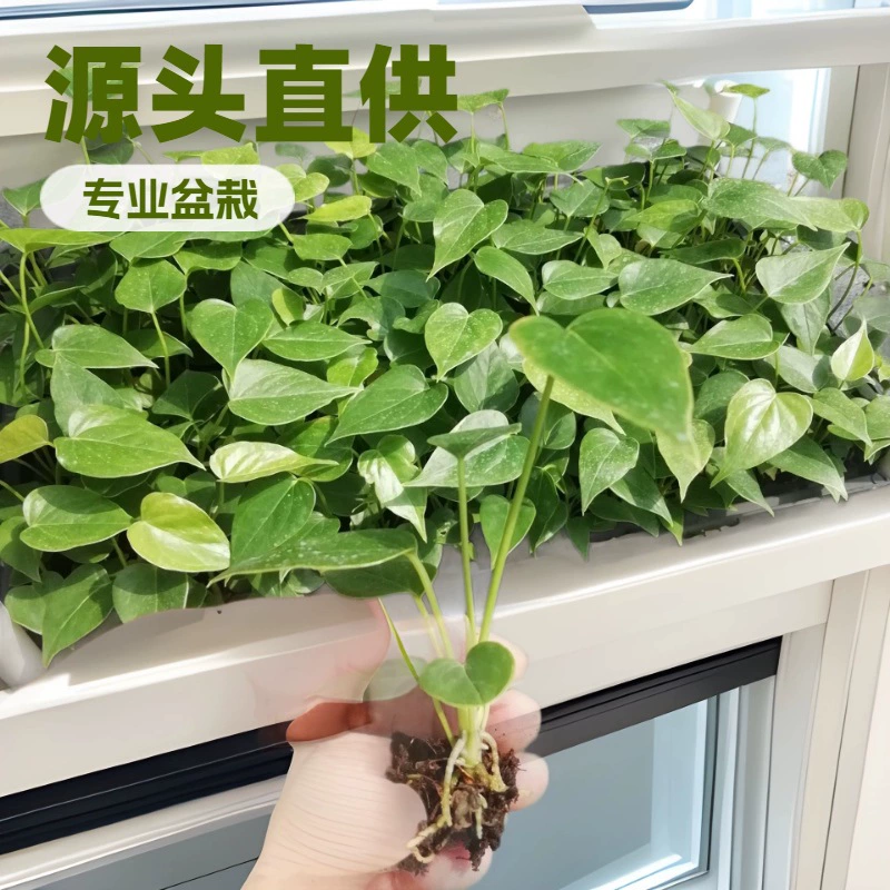 [Продвижение отрасли] Источник Заводские поставки Офис Домашний цветок Завод Антуриум Andraeanum Vito Культура тканей Plug Рассада оптом