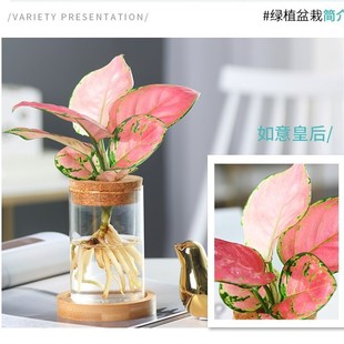 ?΢���^���Bƿ ˮ��ֲ����⻨ƿ �҃ȾGֲƿ�[���������b�