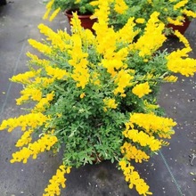 SȸԴͥԺ̨ܱͺľֲԭl؛