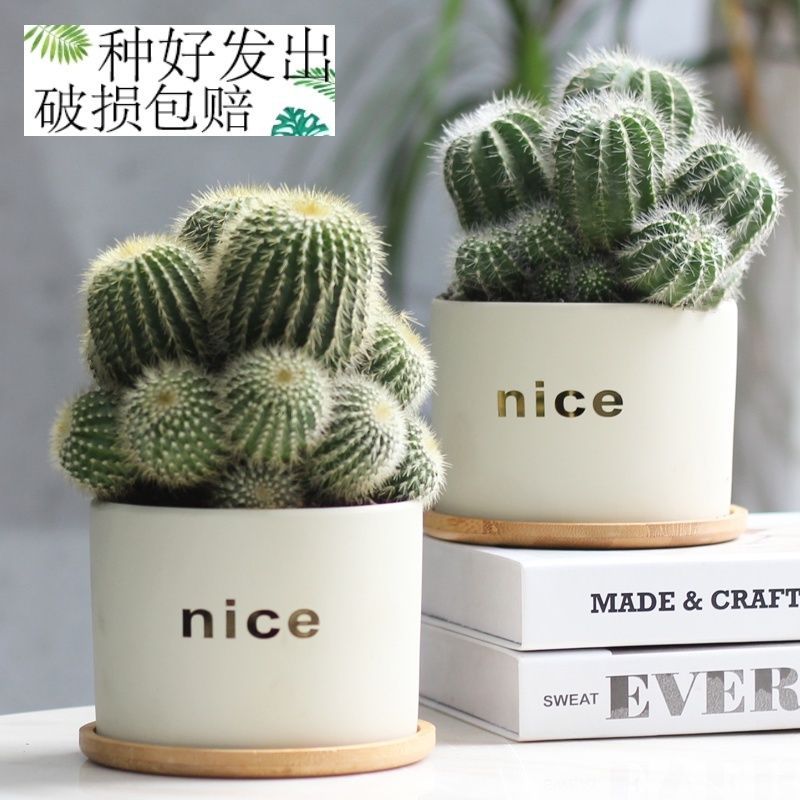 仙人掌盆栽仙人球室内多肉电脑办公桌面绿植好养办公室防辐射植物