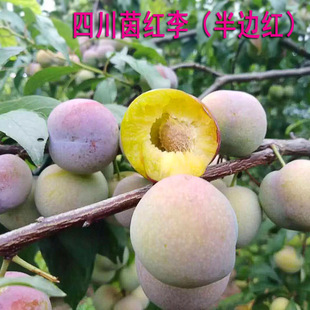 �Ĵ���t���Ә��� ��߅�t������ ������޽��� ����������
