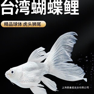 �~�缃�N���~����������ˮ�~�Lβ�\���������B���w���w�߶��^�p