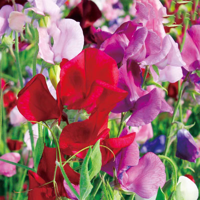 Sweet Pea Seeds Are Easy to Grow in All Seasons, Butterfly Cut Flower Pea Flower Seeds, Balcony Potted Butterfly Pea Flower Seeds, Florals