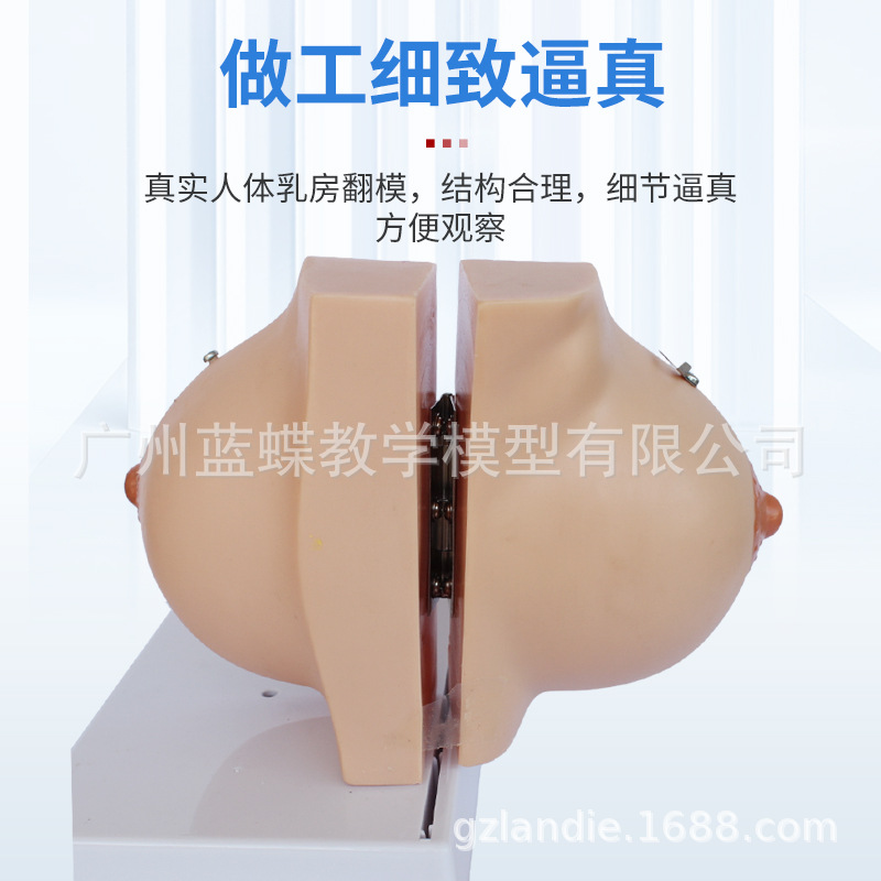 ��ѧ���沸����Ů���鷿����ģ�;�ֹ���ز��ṹģ�߲�����������