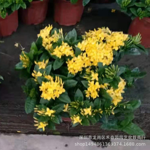 �����������Sɫ����ͥԺ���@�҃��̨�ļ��_�����򻨻ܾGֲ������