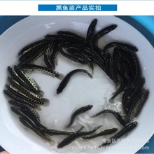 优质黑鱼苗 杂交黑鱼苗活体乌鱼苗
