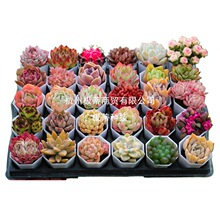 ����ֲ���҃�С���Դ��w���B�Gֲ�ﻨ�����l�r���F؛�҃����״��