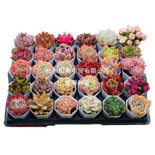 ����ֲ���҃�С���Դ��w���B�Gֲ�ﻨ�����l�r���F؛�҃����״��