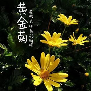 �������S����͟��ͺ�ľ���ն�����ͥԺ�G�����Թ��Ք[�Ż��R�쾰