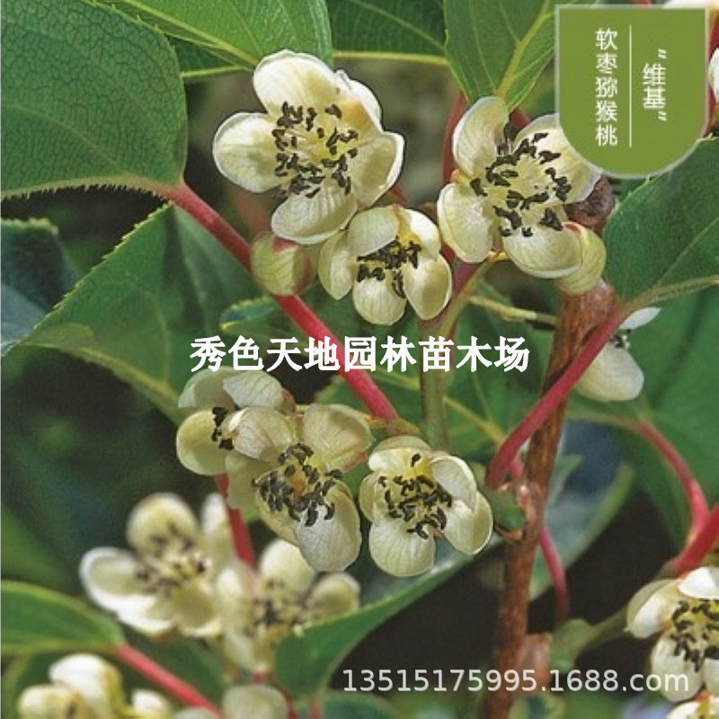 新品种软枣猕猴桃苗树红心嫁接当年结果北方黄心自花授粉酸枣水果