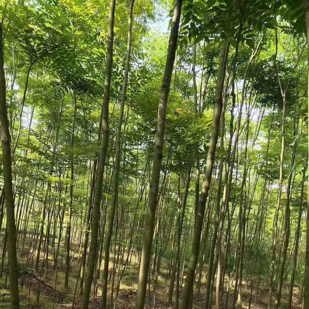 Поставка саженцев катальпы Хуаншань для пересадки в питомники: 10cm деревьев катальпы, 12-сантиметровых деревьев катальпы, 15-сантиметровых деревьев катальпы и компактных деревьев катальпы.