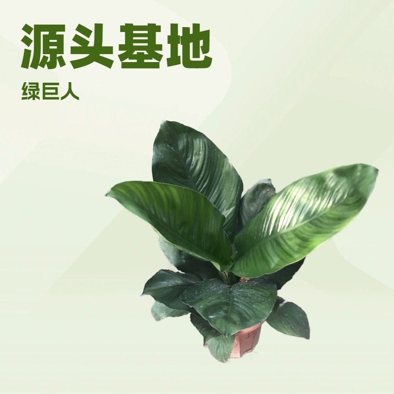 基地专供室内观叶绿植白鹤芋绿巨人白掌源头园林绿化中型盆栽批发