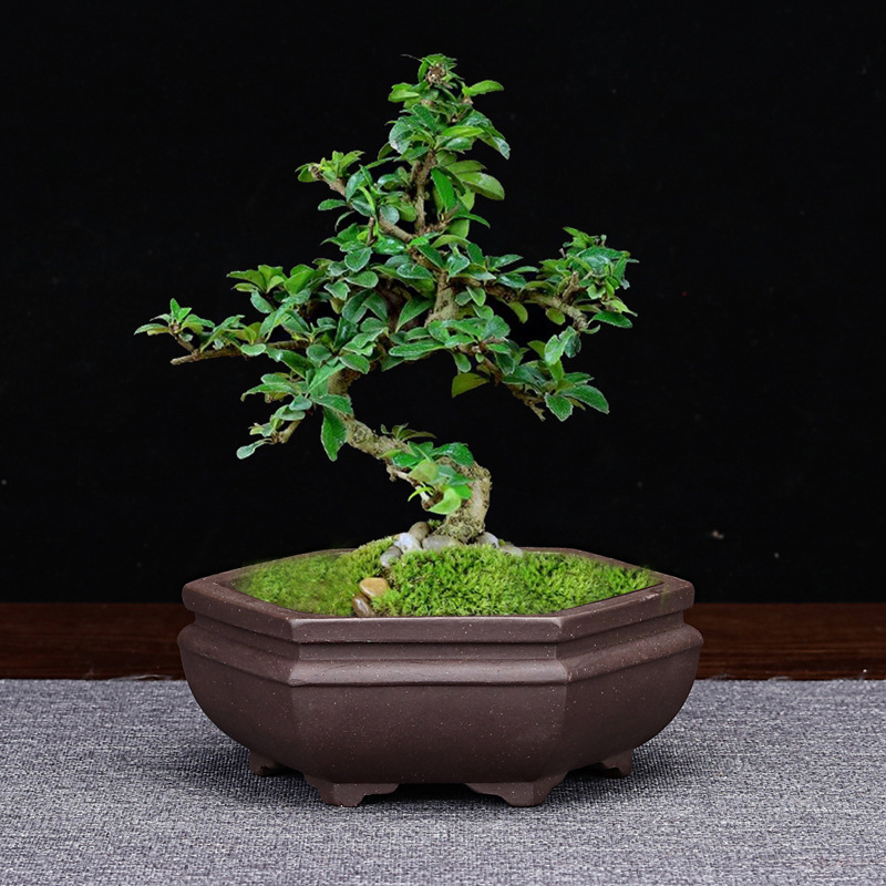 紫砂の植木鉢の小さいサイズのミニのデスクトップの多肉植物の菖蒲の鉢の客間のデスクトップの花卉の緑は個性の卸売りを植えます。|undefined