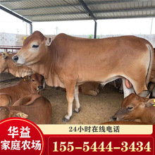 养殖场出售西门塔尔牛 鲁西黄牛小肉犊  贵州哪有肉牛犊批发