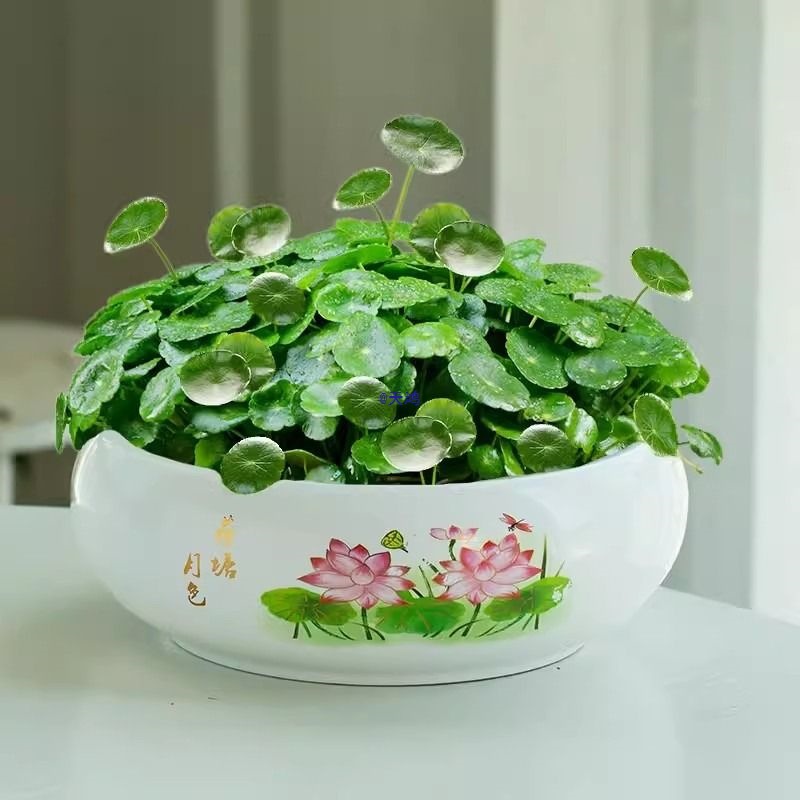 水仙花铜钱草花盆陶瓷大号无孔碗莲大口径水培容器桌面