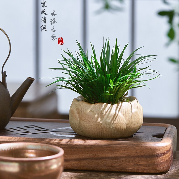 Money Calamus Bonsai Small Potted Office Tea Table Ornaments Purifying Air Indoor Micro Landscape Florals and Green Plants