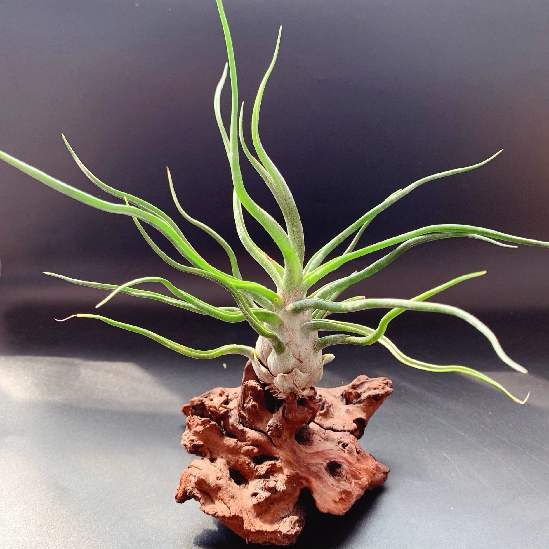 Showtime осьминога рулет производители прямых поставок