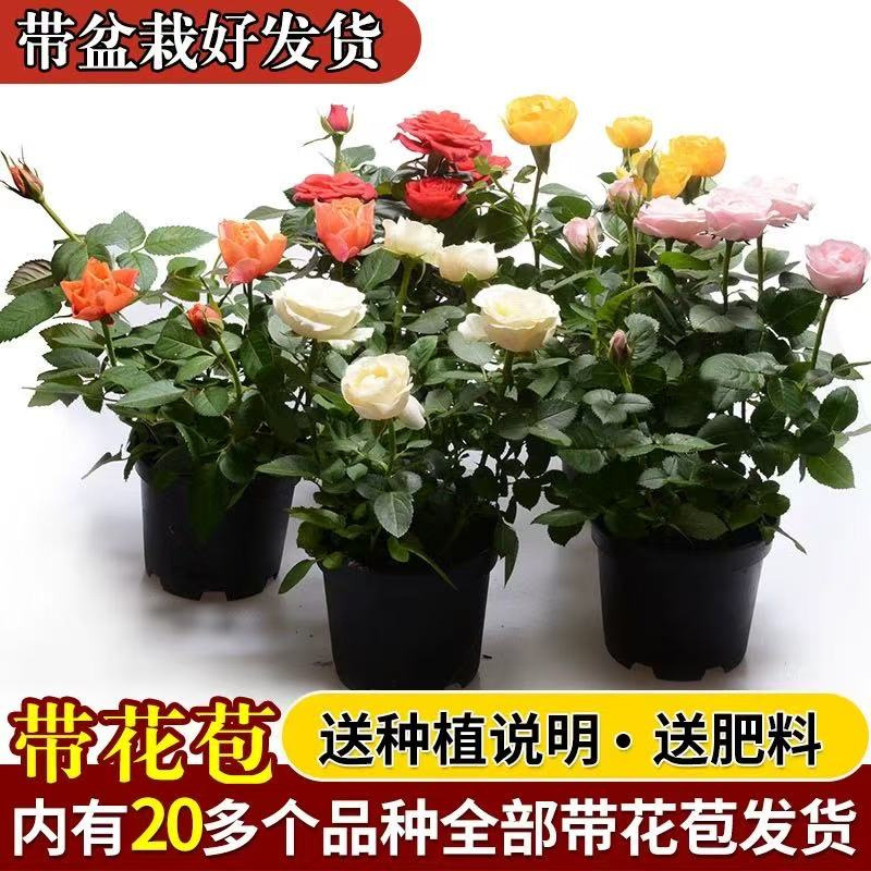 玫瑰花苗大花带花苞花卉绿植物室内外阳台盆栽蔷薇月季四季开花