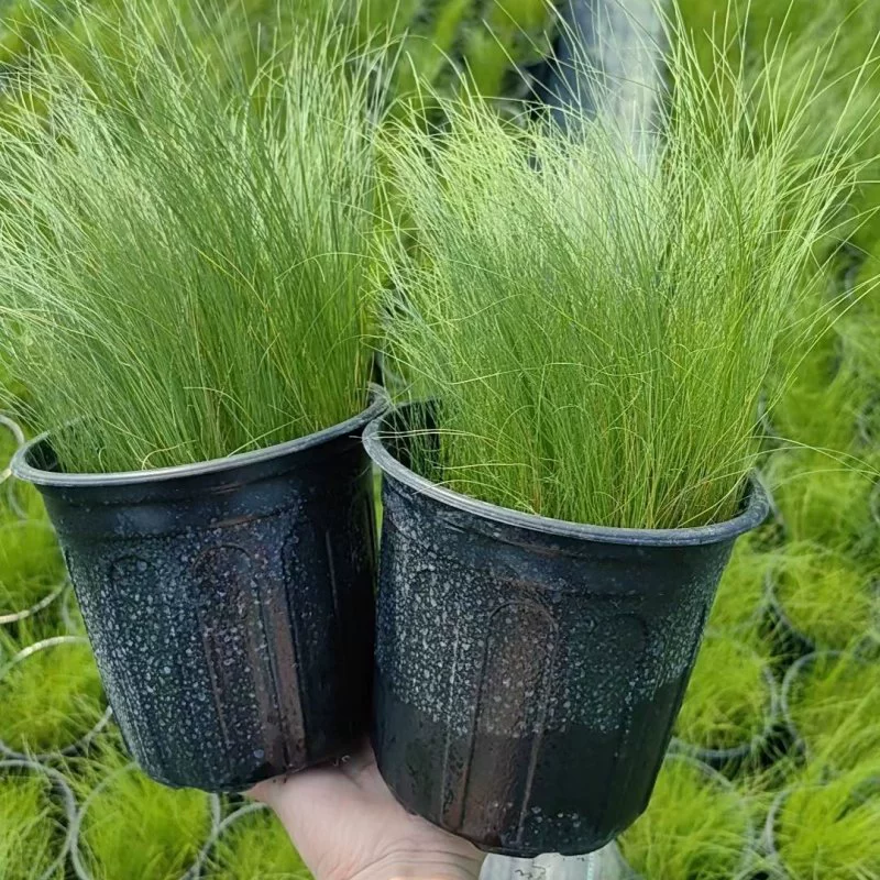 База оптом Мексика перо трава мелкий лист Stipa тонкий лист игла сапог тонкий стебель Stipa Цветочная граница цветник декоративный