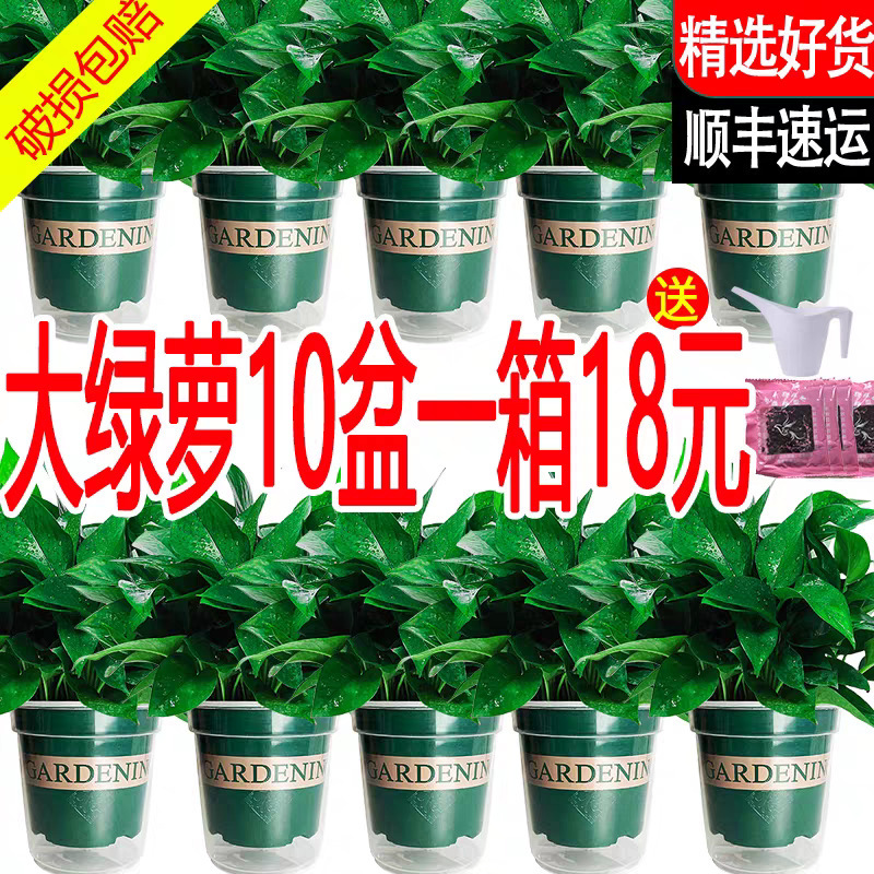 Green Radish Hydroponic Wholesale Potted Plants Indoor Easy to Grow Green Radish Green Basket Plant Large Leaf Green Radish 180 Green Basket Green Radish Hydroponic Wholesale Potted Plants Indoor Easy to Grow Green Radish Green Basket Plant Large Leaf Green Radish 180 Green Basket