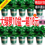 绿萝水培大量批发盆栽室内好养绿罗绿植绿箩植物大叶绿萝180绿箩