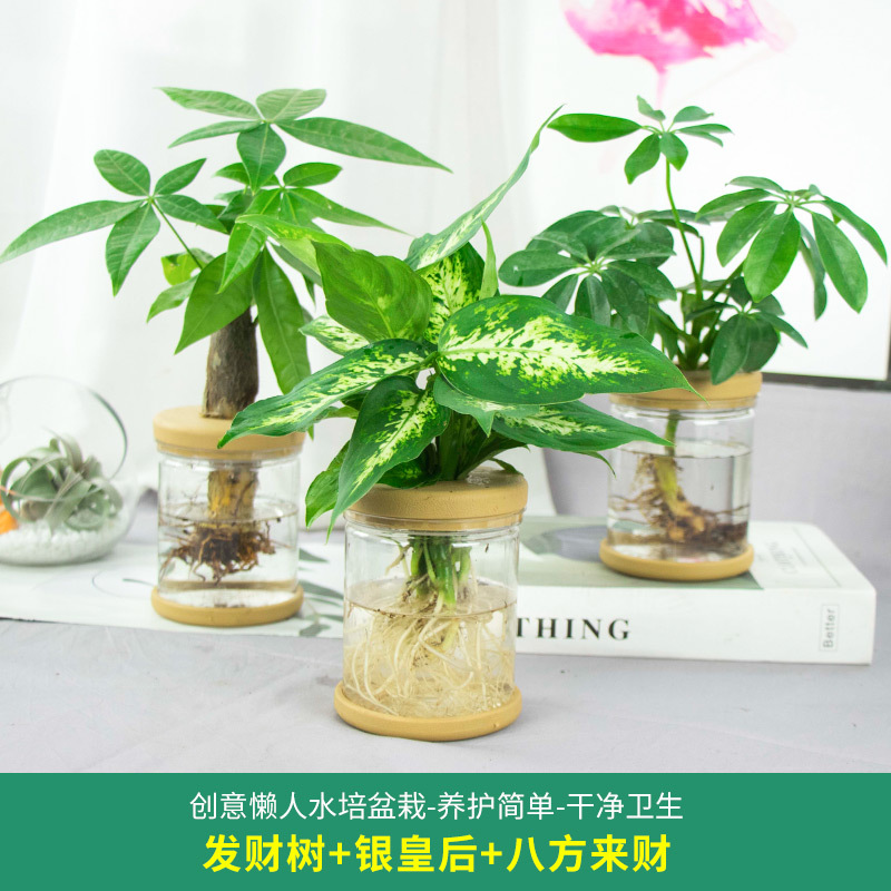 Plantas hidropónicas en maceta de flores de oficina de flores pequeñas plantas verdes en todas las estaciones, fácil de cultivar plantas en maceta de agua suculenta.