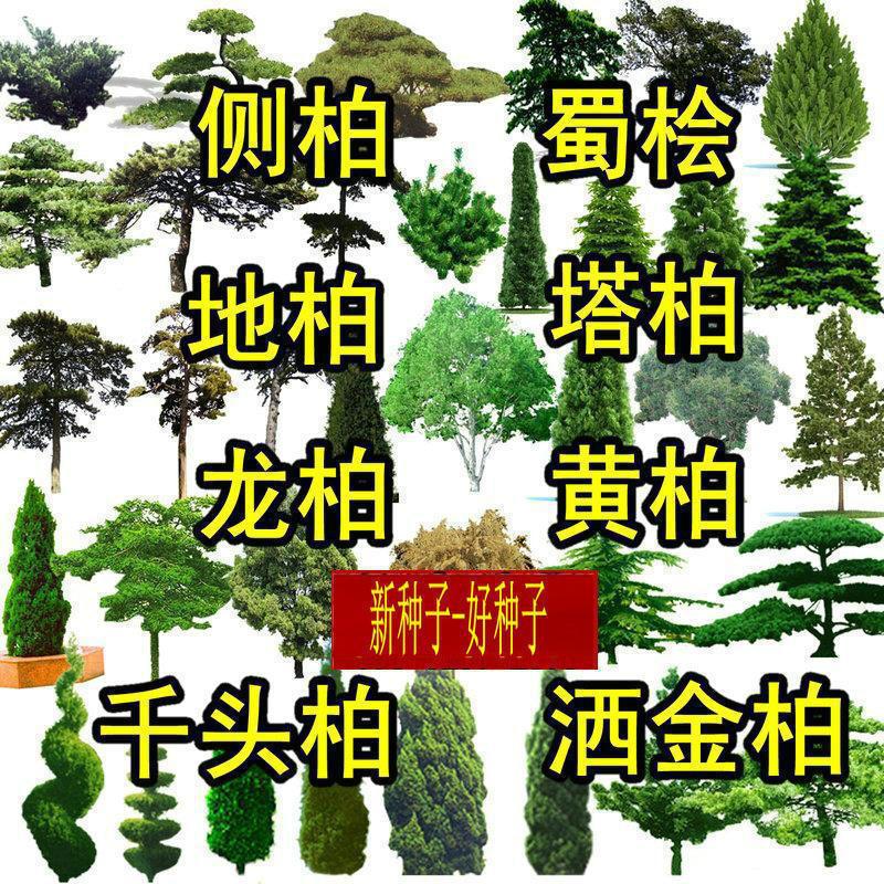 扁柏塔柏桧柏侧柏种子蜀桧千头柏洒金柏种子