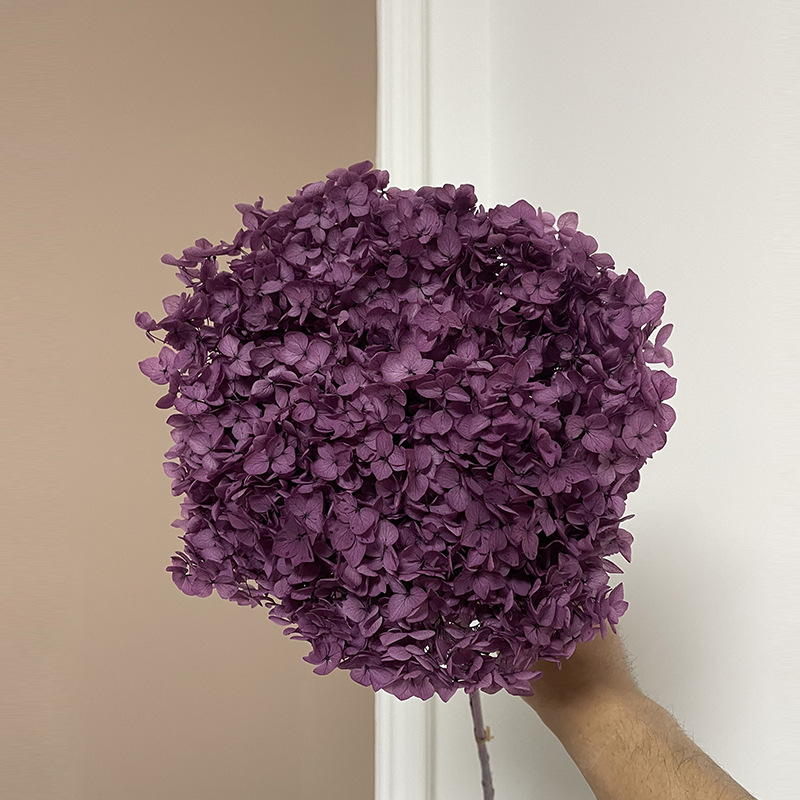 Yunnan Anna Hydrangea Flower Wholesale DIY Flower Preservation Flower Materiales de Regalo de Navidad