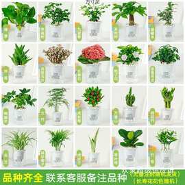 绿植盆栽花卉室内好财树办公室文竹栀子花绿萝水培小植物多肉批发