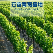 葡萄苗盆栽地栽北方品种南方种植水果树苗当年结果蓝宝石葡萄树苖