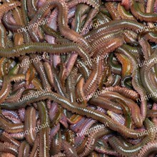 Lugworm-Living Fishing Bait