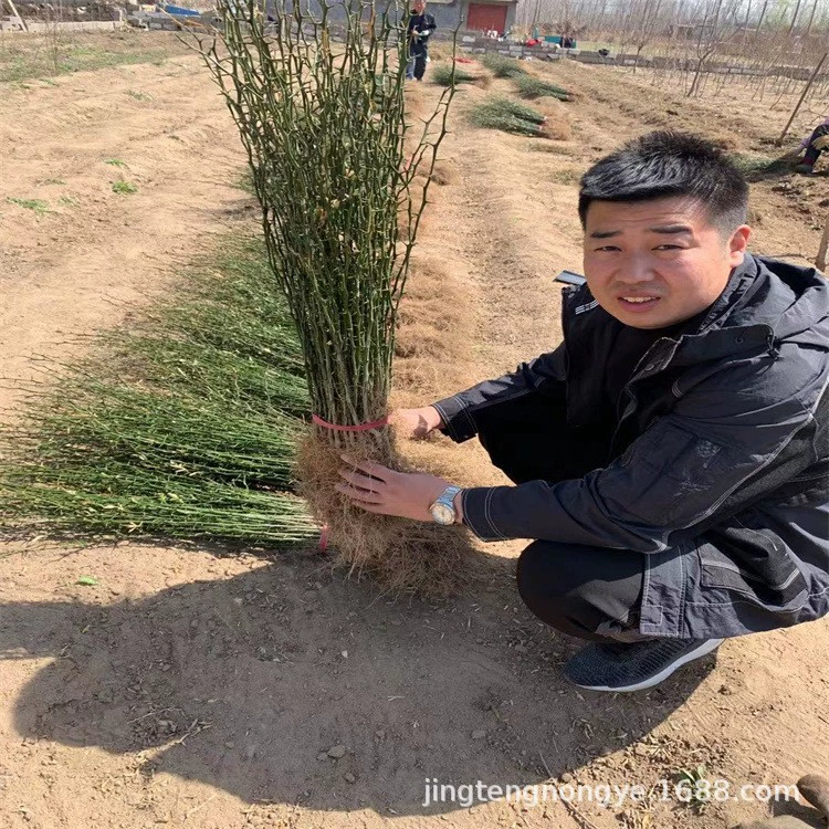 Прямая продажа саженцев цитрона, 2-летние саженцы цитрона, высота выше 1m саженцев цитрона, саженцы цитрона.