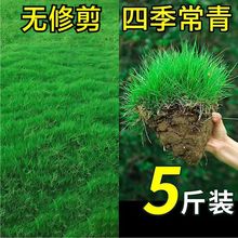 草坪草籽四季常青护坡马尼拉庭院地毯草皮绿化黑麦草种子孑矮生