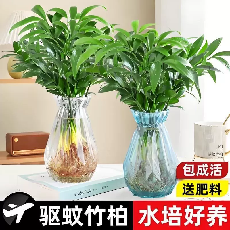 Гидропонные цветы в горшках с бамбуком и кипарисом, отпугивающие комаров, богатые водные растения из бамбука, трава, отпугивающая комаров в офисе