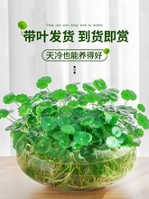 大叶铜钱草四季水培植物盆栽室内客厅办公室水养金钱草花卉花种籽