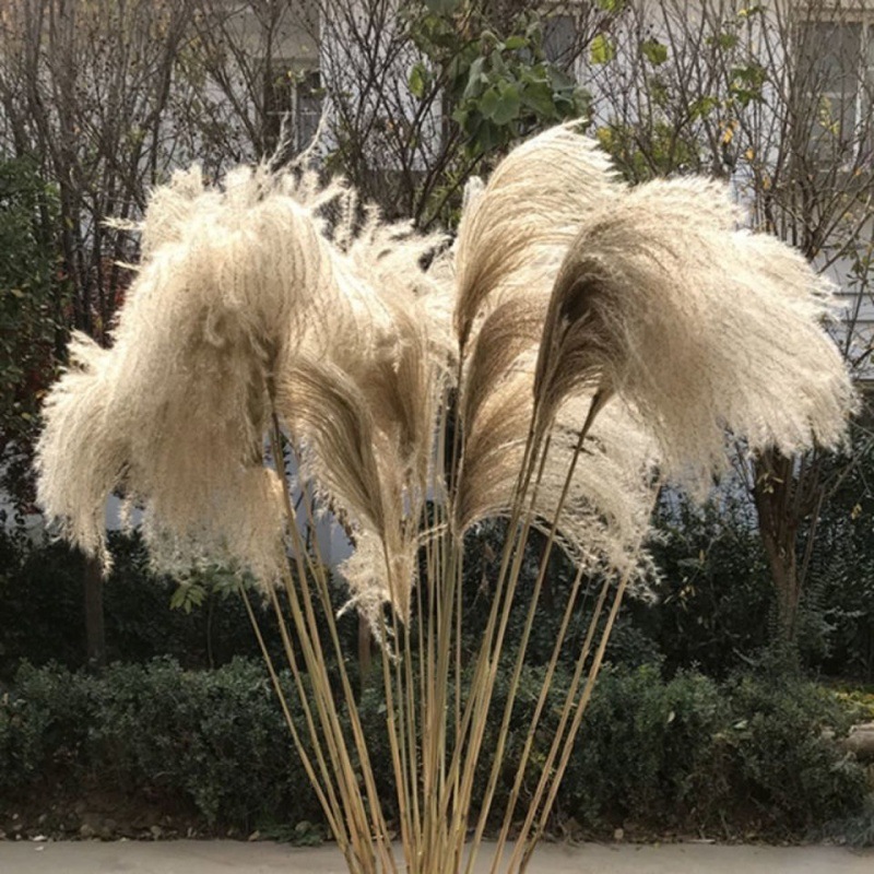 reed Dried flowers Dried flowers Dried flowers Ear of Wheat Dried flowers Dog Tail Flower decorate Amazon wholesale Manufactor wholesale Cross border