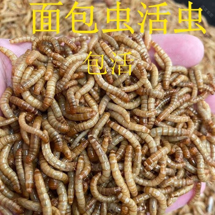 Live Mealworms, Fishing Bait Worms, Live Insects for Bird and Chicken Feeding, Wild Fishing Bait, Golden Silk Worms for Weight Gain Live Mealworms, Fishing Bait Worms, Live Insects for Bird and Chicken Feeding, Wild Fishing Bait, Golden Silk Worms for Weight Gain
