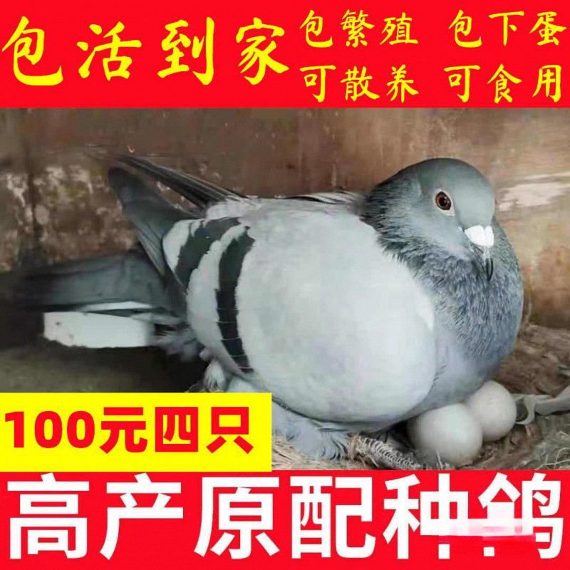 青年下蛋包包肉鸽鸽种鸽苗瓦灰鸽子鸽子小鸽子活一对